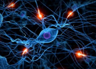 Protein, called SAP102, has unique effects in neural connections