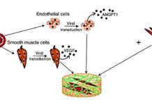 Recent studies have also demonstrated the possibility of engineering three-dimensional (3-D) muscle grafts from human cells