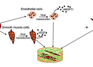 Recent studies have also demonstrated the possibility of engineering three-dimensional (3-D) muscle grafts from human cells