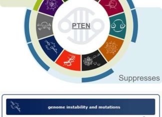 Researchers at the Wellcome Sanger Institute have created the first comprehensive summary of all genes known to be involved in human cancer