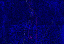 Researchers have identified “navigator” neurons that are key to setting up connections in the system responsible for the sense of smell