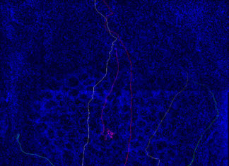 Researchers have identified “navigator” neurons that are key to setting up connections in the system responsible for the sense of smell