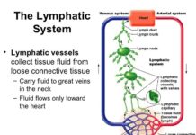 Researchers have identified the signaling molecules that activate the lymphatic pathway