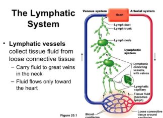 Researchers have identified the signaling molecules that activate the lymphatic pathway