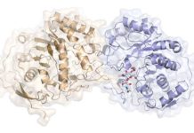 Researchers in Sweden have discovered how acne-causing bacteria feed off their human hosts