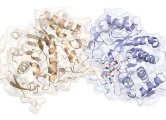 Researchers in Sweden have discovered how acne-causing bacteria feed off their human hosts