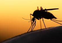 Role of glucose metabolism in the development of the malaria disease