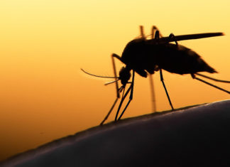 Role of glucose metabolism in the development of the malaria disease