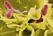 Salmonella is immune to the hydrogen peroxide