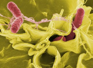 Salmonella is immune to the hydrogen peroxide