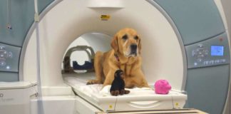 How dogs process words ?