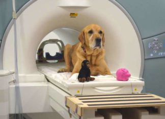 How dogs process words ?