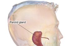 Scientists for the first time succeeded in growing three-dimensional salivary gland tissue that produces saliva like normal glands