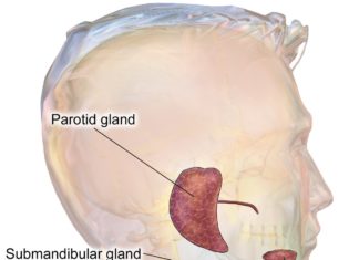 Scientists for the first time succeeded in growing three-dimensional salivary gland tissue that produces saliva like normal glands