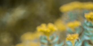 Scientists now proves the memory-enhancing effect of a plant ester as an active ingredient from the medicinal plant Rhodiola rosea