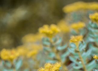 Scientists now proves the memory-enhancing effect of a plant ester as an active ingredient from the medicinal plant Rhodiola rosea
