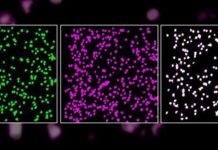 Single neurons in the brain’s primary visual cortex can reliably detect straight lines