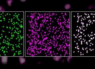 Single neurons in the brain’s primary visual cortex can reliably detect straight lines