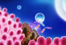 T cell bispecific antibody can successfully guide immune cells directly to cancerous cells for their targeted killing