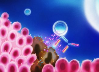T cell bispecific antibody can successfully guide immune cells directly to cancerous cells for their targeted killing