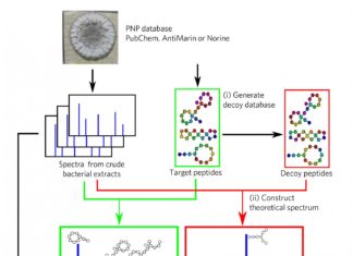 The algorithm called Dereplicator+ efficiently finds antibiotic candidates