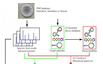 The algorithm called Dereplicator+ efficiently finds antibiotic candidates