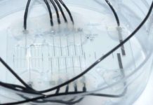 EPFL scientists have developed a miniaturized electronic platform for the stimulation and recording of peripheral nerve fibers on a chip