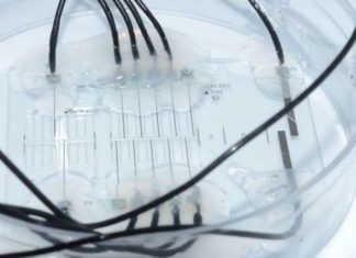 EPFL scientists have developed a miniaturized electronic platform for the stimulation and recording of peripheral nerve fibers on a chip