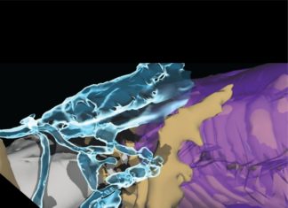 The transmission speed of neurons fluctuates in the brain to achieve an optimal flow of information required for day-to-day activities