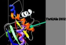 Thyroid medicine levothyroxine : dysfunctional protein can disrupt the efficacy of this otherwise highly effective treatment