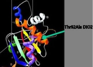 Thyroid medicine levothyroxine : dysfunctional protein can disrupt the efficacy of this otherwise highly effective treatment