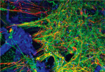 Tufts University : grow functioning human neural networks in 3-D from stem cells