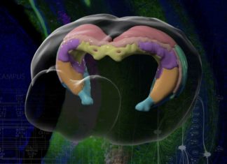 USC scientists have created the most detailed atlas yet of the brain’s memory bank