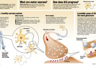 New light on the potential origins of a host of incurable disorders, from amyotrophic lateral sclerosis (ALS) to inclusion body myopathy to certain forms of muscular dystrophy