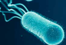 Researchers have found a new way bacteria evade the human immune system and promote infection