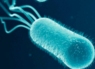 Researchers have found a new way bacteria evade the human immune system and promote infection