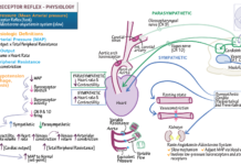 Blood pressure – Solving a 100-year mystery