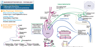 Blood pressure – Solving a 100-year mystery