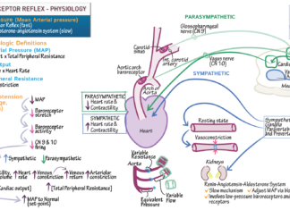 Blood pressure – Solving a 100-year mystery