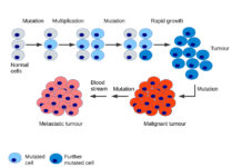 Researchers have discovered a mathematical relationship that sheds new light on the rate at which cancer cells mutate