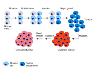 Researchers have discovered a mathematical relationship that sheds new light on the rate at which cancer cells mutate