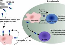In an effort to develop more effective cancer treatments scientists are looking for therapies that supercharge patients’ immune systems