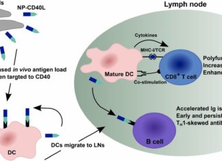 In an effort to develop more effective cancer treatments scientists are looking for therapies that supercharge patients’ immune systems