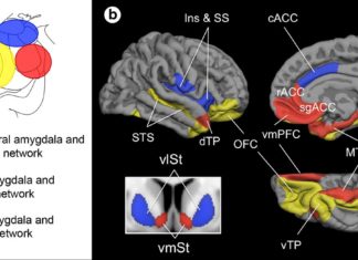 In children with ASDs the amygdala connections with other parts of the brain proved to be weaker with some regions