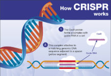 New genetic barcoding technology can be used to determine gene functions and detect cancer