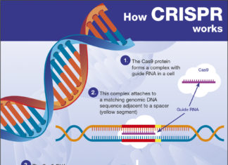 New genetic barcoding technology can be used to determine gene functions and detect cancer