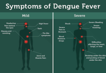 Dengue fever : new vaccine delivered with nanotechnology targets all four virus serotypes