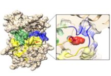Distinct skeletal disorders share a common pathway