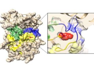 Distinct skeletal disorders share a common pathway