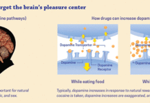 Discovered addictive effects of heroin : Dopamine drives early addiction to heroin